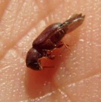Scolitidae