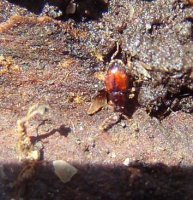 Scydmaenidae