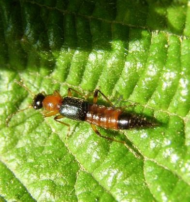 Pederus littoralis-3