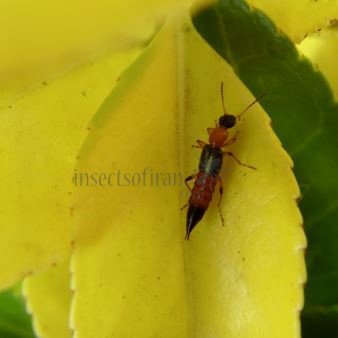 Pederus littoralis-6