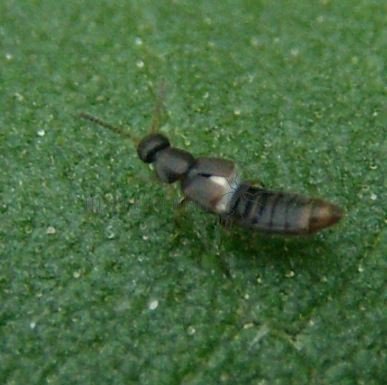  Anotylus rugosus-1