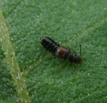 Anotylus rugosus-2