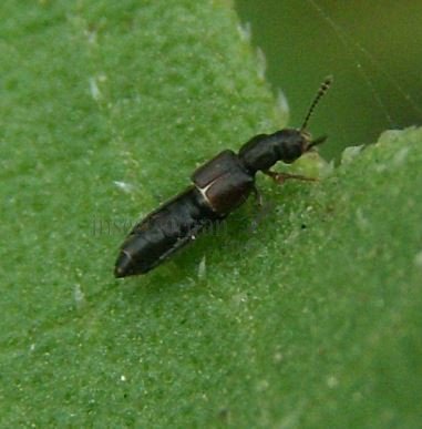 Anotylus rugosus-3