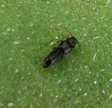 Anotylus rugosus-5