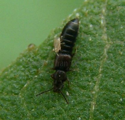 Anotylus rugosus-6