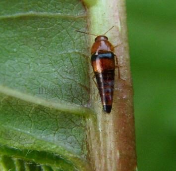 Lordithon lunulatus-2