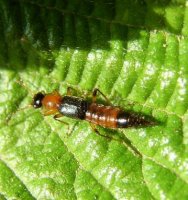 Pederus littoralis-3