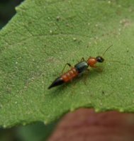 Pederus littoralis-4
