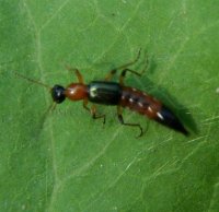 Pederus littoralis-5