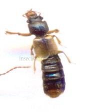 Achenium sp