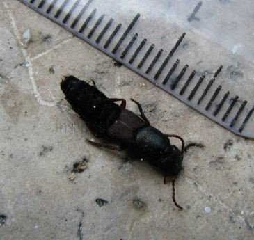 Gabrius appendiculatus-1