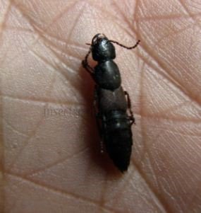 Gabrius appendiculatus-2