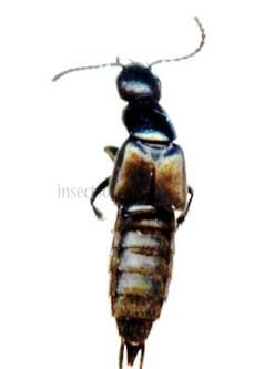 Gabrius splendidulus