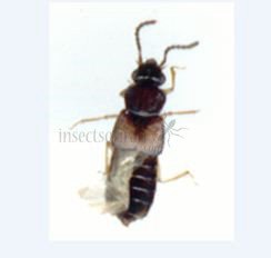 Gyrophaena sp