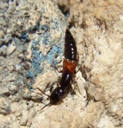 Nudobius lentus -1