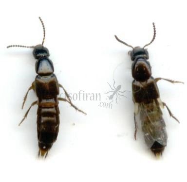 Ocypus sp 