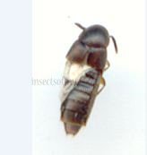 Aleochara bipustulata