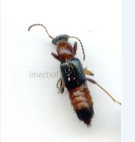 Paederus iliensis
