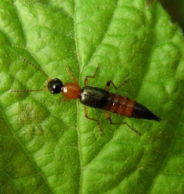 Paederus littoralis -1