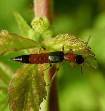Paederus littoralis-2