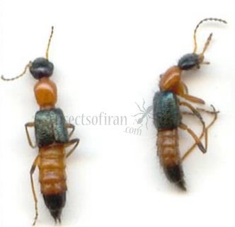 Paederus riparus