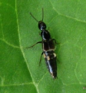 Philonthus sp