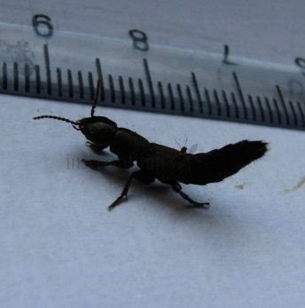 Gagrius appendiculatus