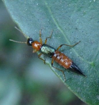 Pederus littoralis-4