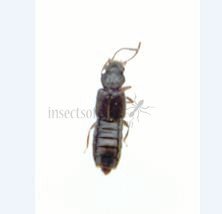 Anotylus sp
