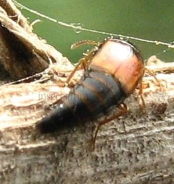 Tachinus latico-2
