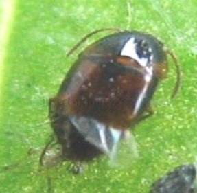 Eusphalerum signatum