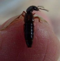 Nudobius lentus -2
