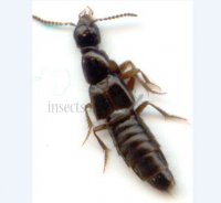 Ocypus sp