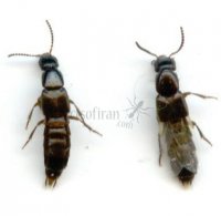 Ocypus sp 