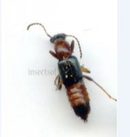 Paederus iliensis