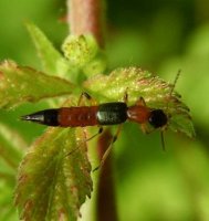 Paederus littoralis-2