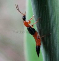 Pederus littoralis-3