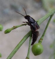 Staphylinidae -1