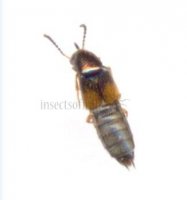 Tachinus latico-1