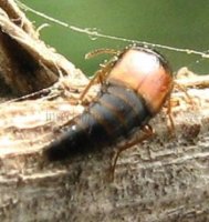 Tachinus latico-2