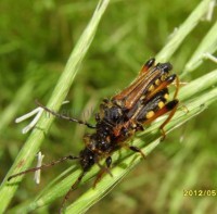 Becer-00259.jpg
