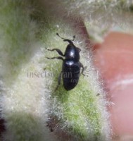 Becoc-01340.jpg
