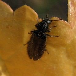 Drilidae