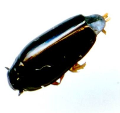 Gyrinidae