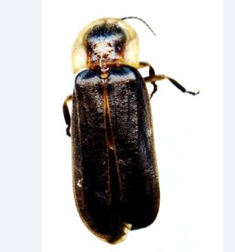 Lampyridae