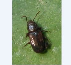 Mecetophagidae