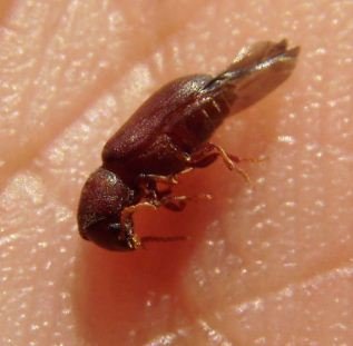Scolitidae