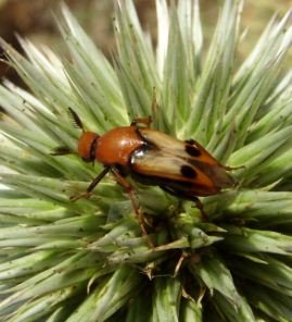 Rhipiphoridae