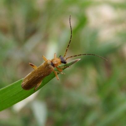 Cantharidae
