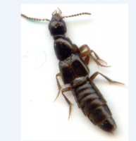 Staphylinidae